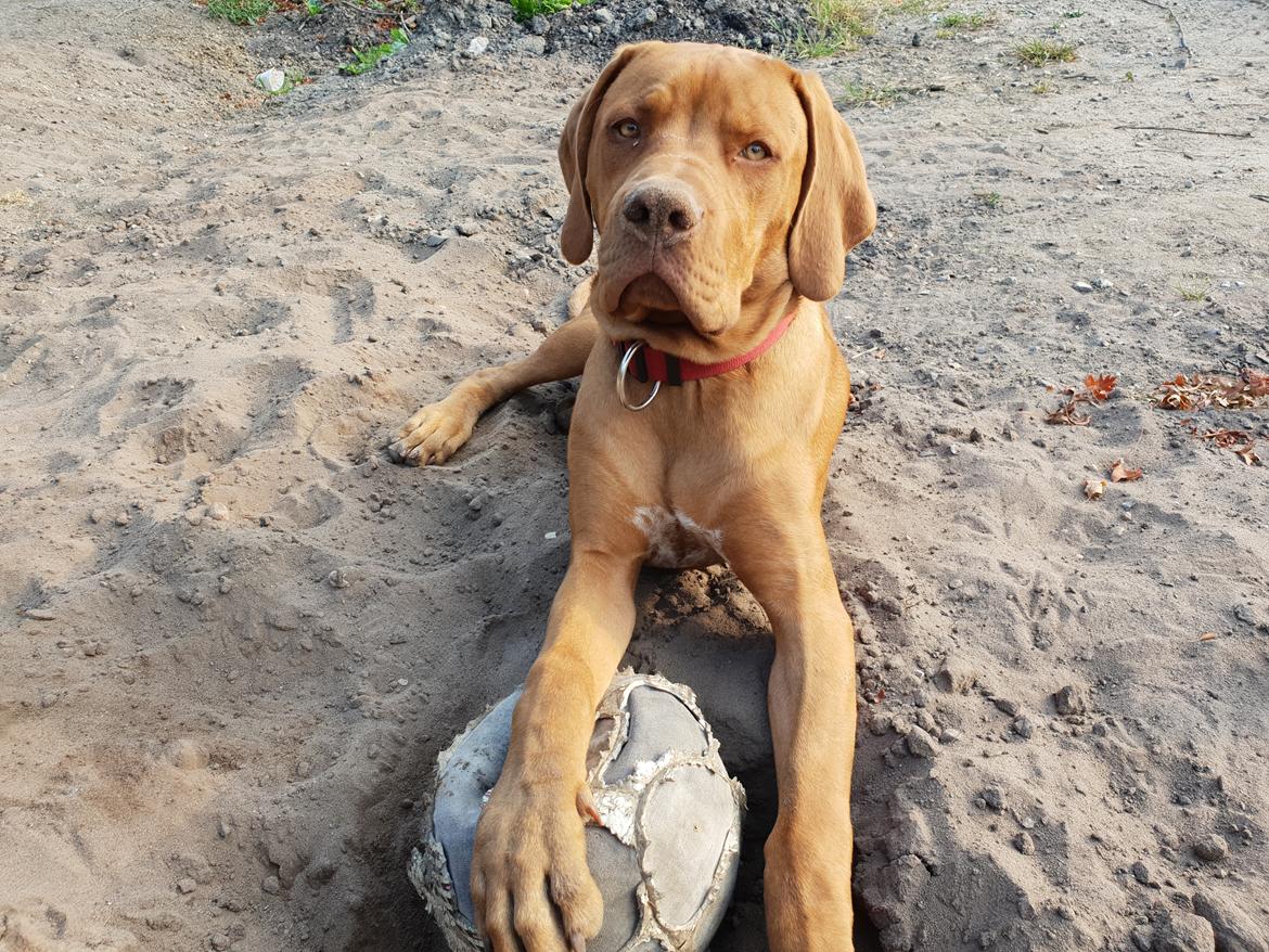 Blanding af racer KATO FØDT 13/1 2018 billede 11