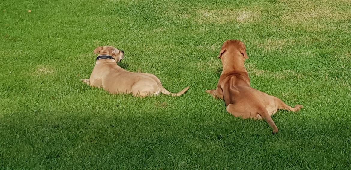 Blanding af racer KATO FØDT 13/1 2018 billede 9