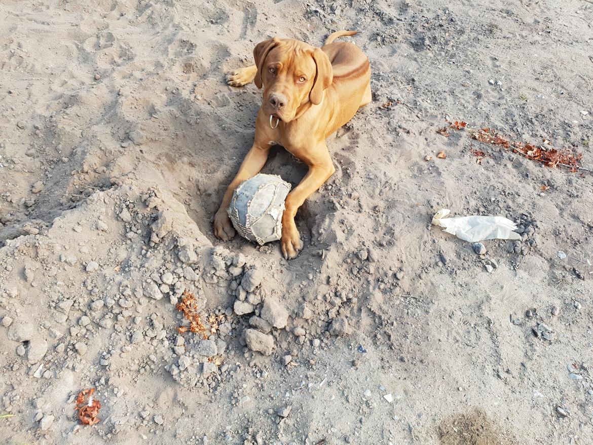 Blanding af racer KATO FØDT 13/1 2018 billede 12