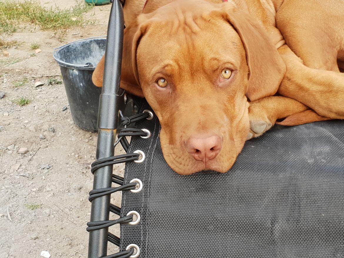 Blanding af racer KATO FØDT 13/1 2018 billede 13