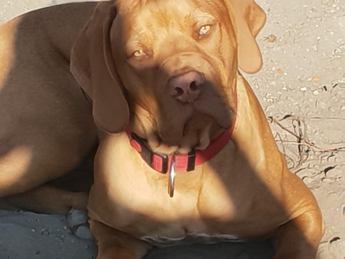 Blanding af racer KATO FØDT 13/1 2018 billede 15