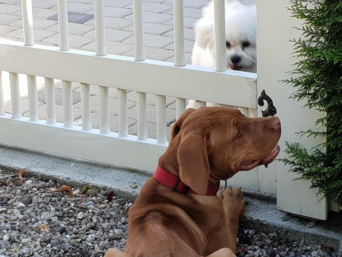 Blanding af racer KATO FØDT 13/1 2018 billede 14