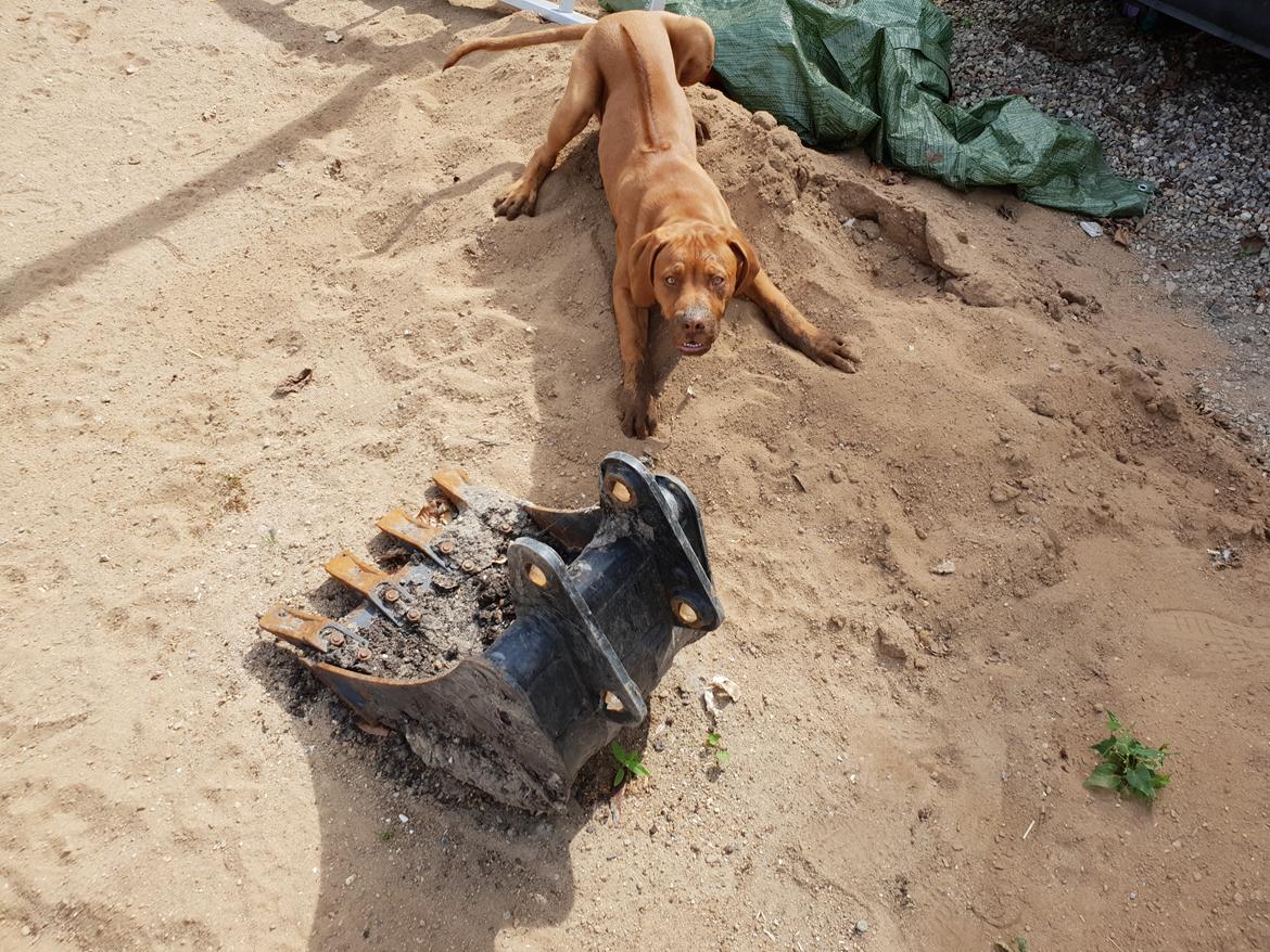 Blanding af racer KATO FØDT 13/1 2018 billede 17