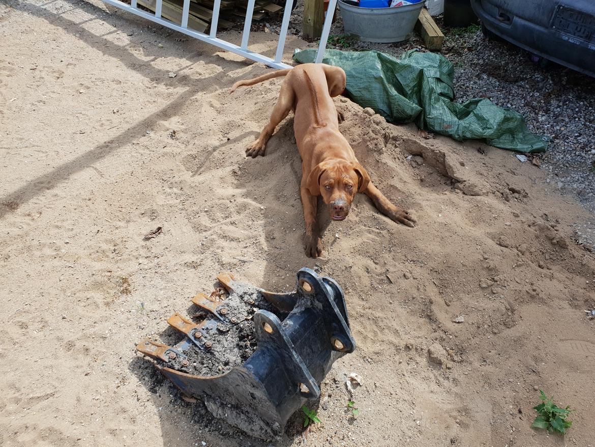 Blanding af racer KATO FØDT 13/1 2018 billede 18