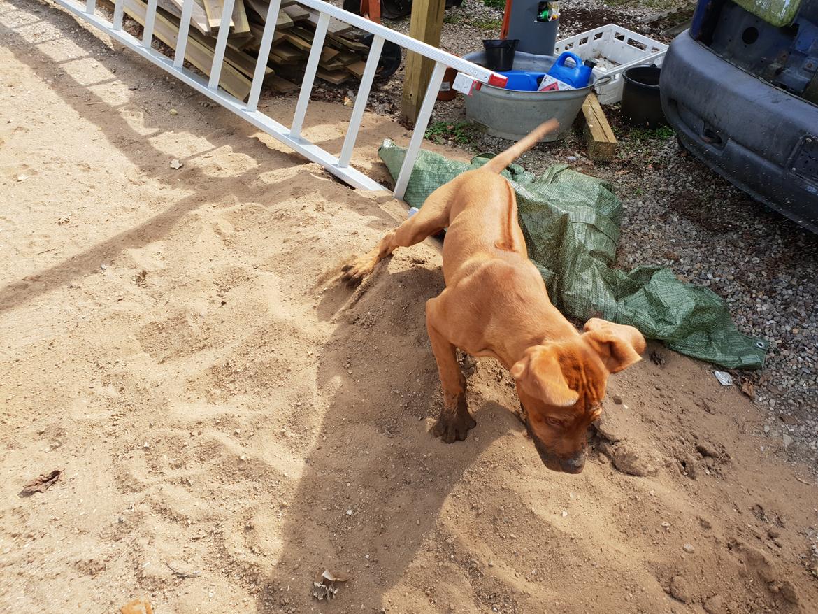 Blanding af racer KATO FØDT 13/1 2018 billede 19