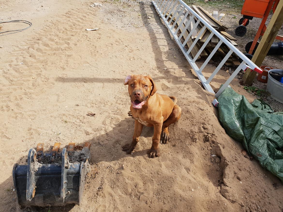 Blanding af racer KATO FØDT 13/1 2018 billede 20