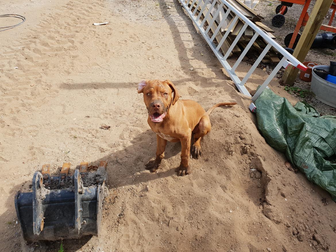 Blanding af racer KATO FØDT 13/1 2018 billede 21