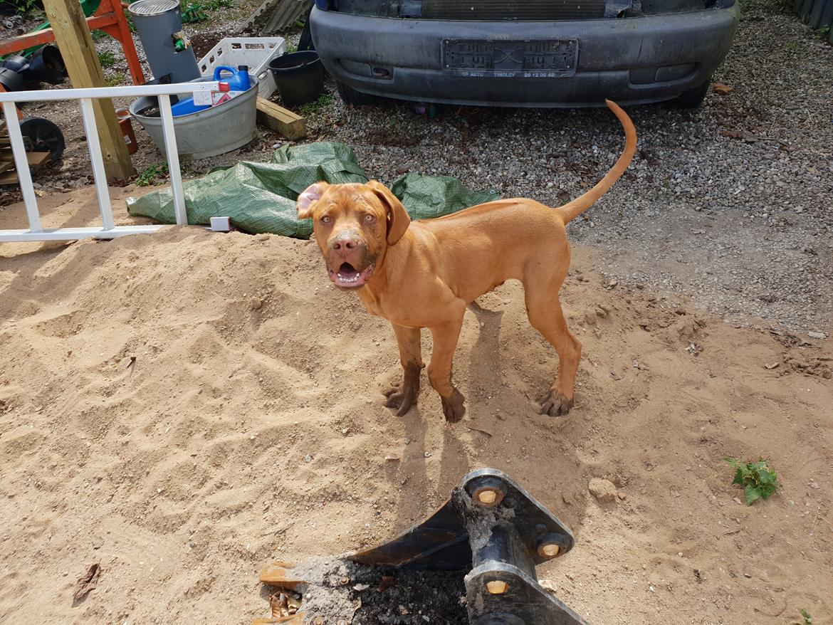 Blanding af racer KATO FØDT 13/1 2018 billede 22