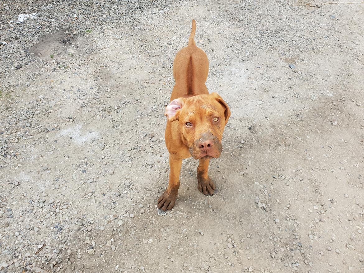 Blanding af racer KATO FØDT 13/1 2018 billede 23