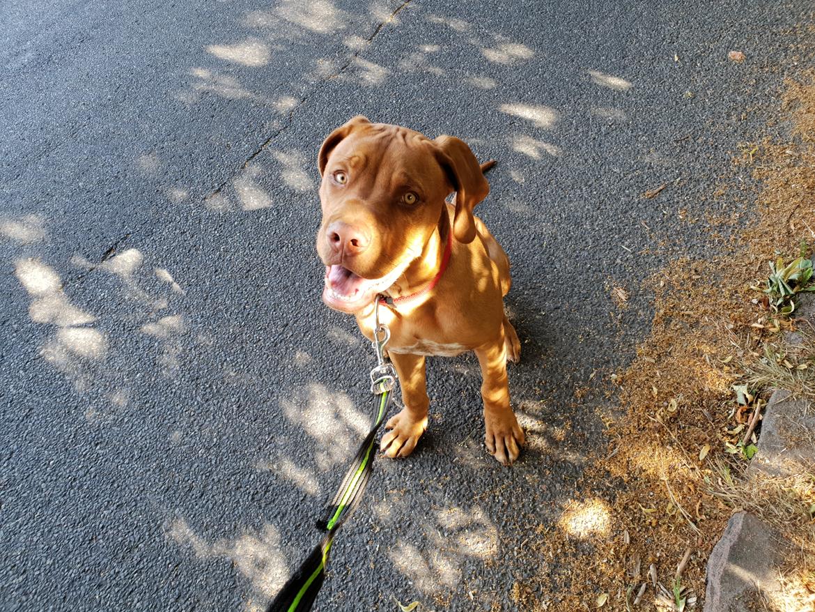 Blanding af racer KATO FØDT 13/1 2018 billede 16