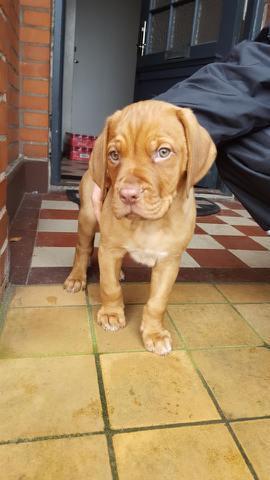 Blanding af racer KATO FØDT 13/1 2018 billede 25