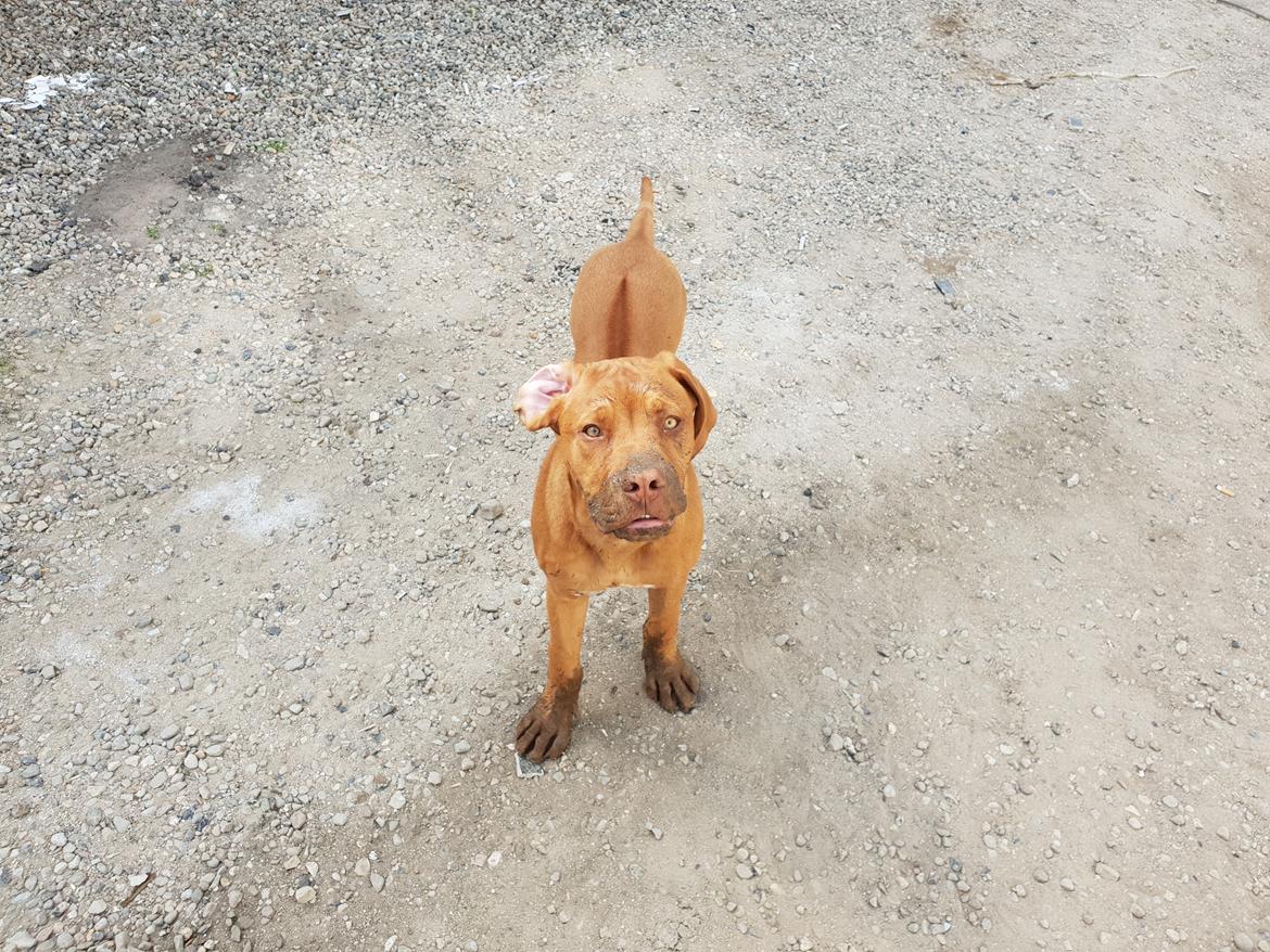 Blanding af racer KATO FØDT 13/1 2018 billede 24