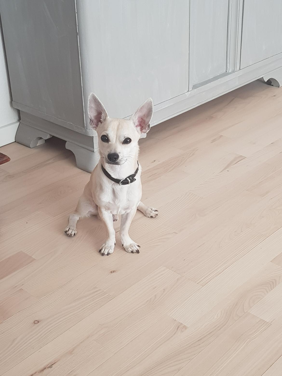 Blanding af racer Buller billede 1