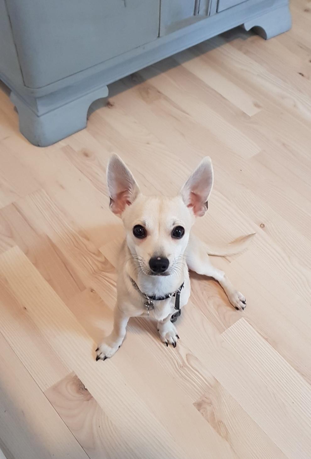 Blanding af racer Buller billede 2