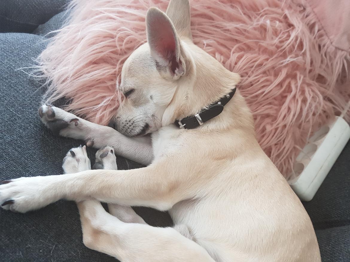 Blanding af racer Buller billede 5