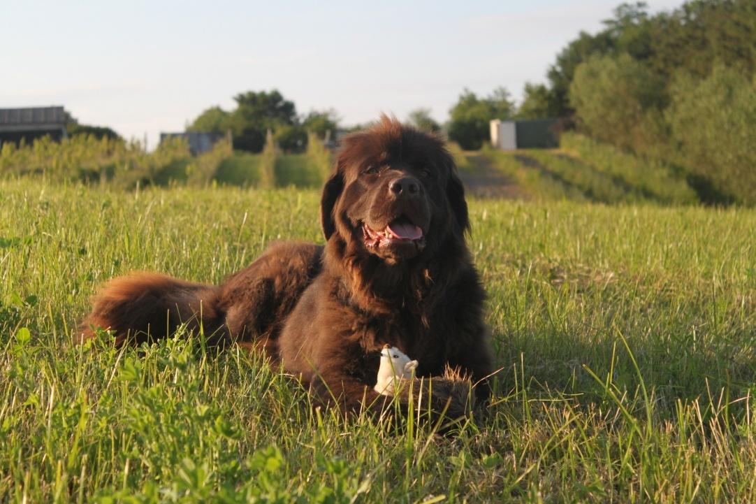 Newfoundlænder Alma billede 47