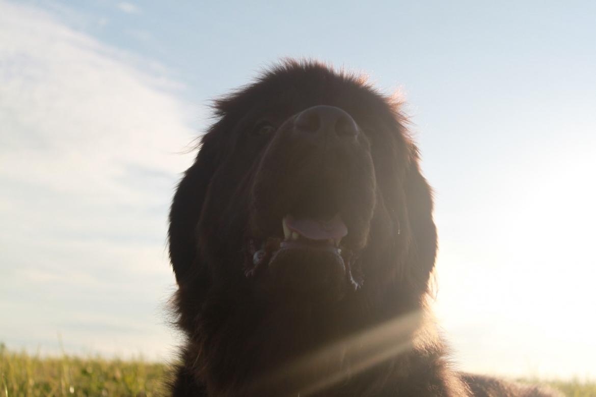 Newfoundlænder Alma billede 46