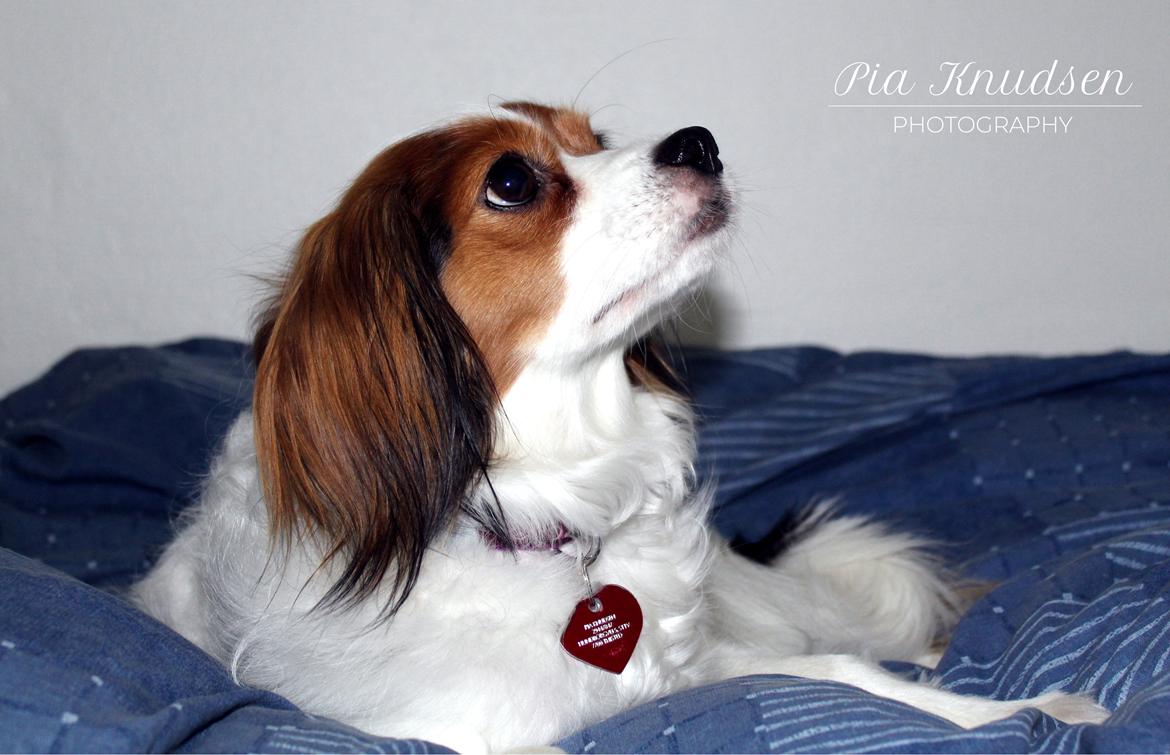 Blanding af racer Fiibi Himmelhund billede 3