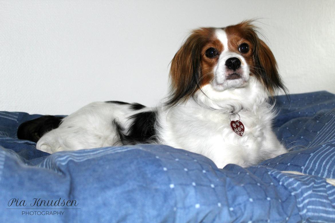 Blanding af racer Fiibi Himmelhund billede 4