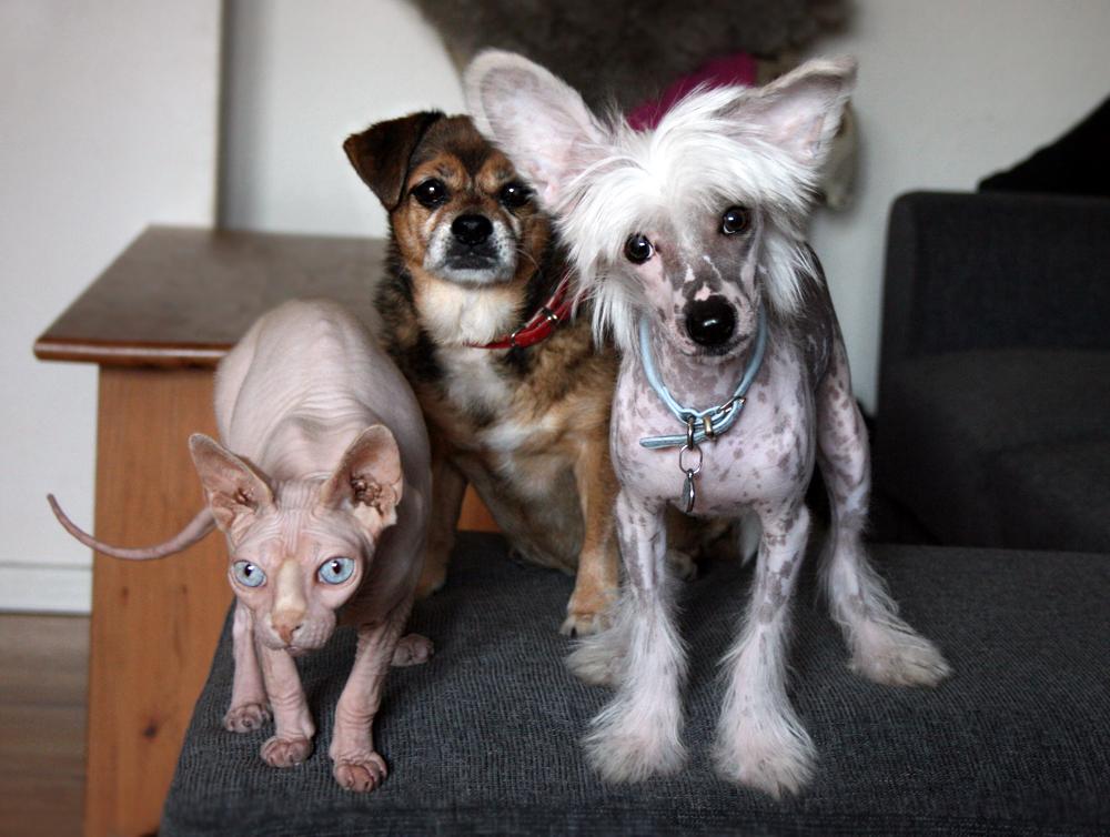 Chinese crested hårløs Malthe - Familiefoto billede 50