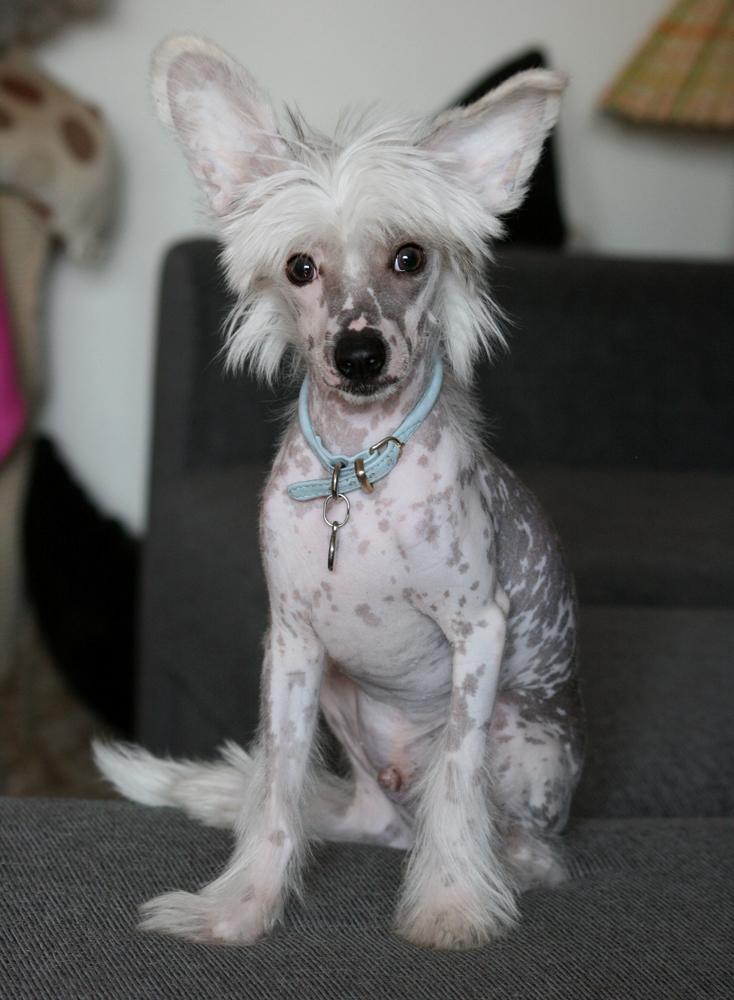 Chinese crested hårløs Malthe billede 26