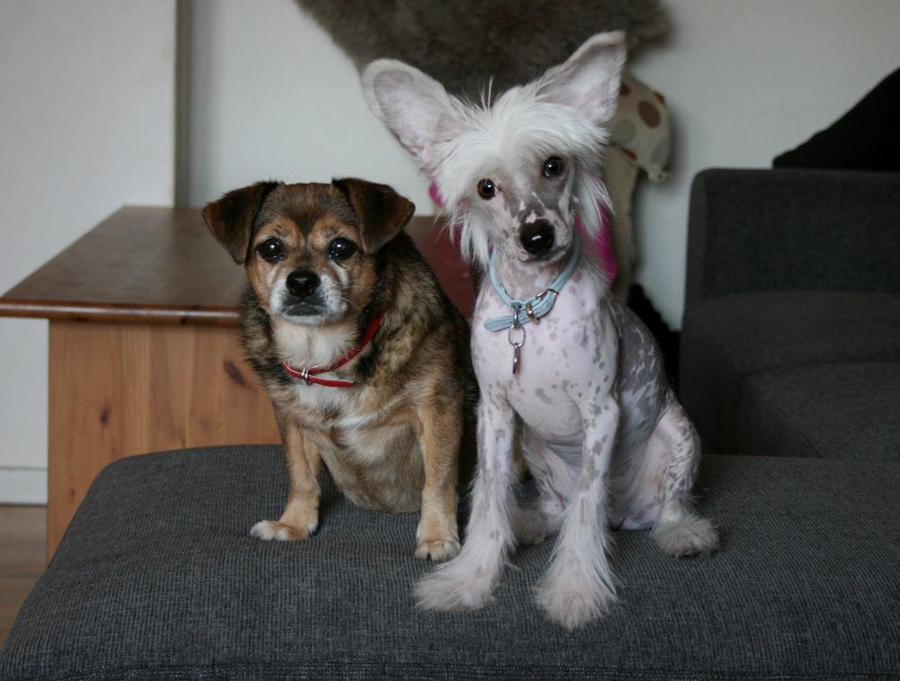 Chinese crested hårløs Malthe - Malthe er nu vokset over hovedet på Lilly billede 45