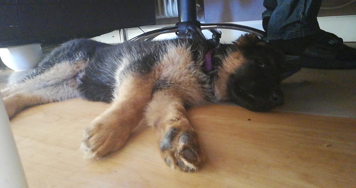 Schæferhund Aya (Vennebjergs Olivia)  billede 1