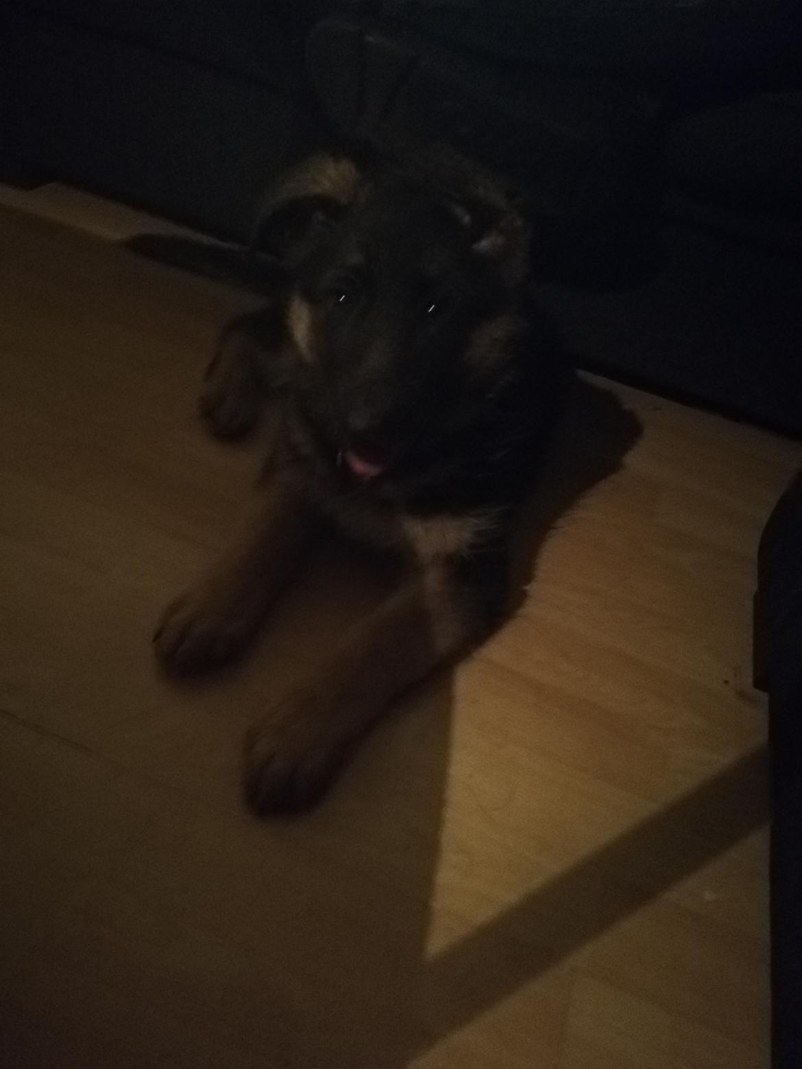 Schæferhund Aya (Vennebjergs Olivia)  billede 3