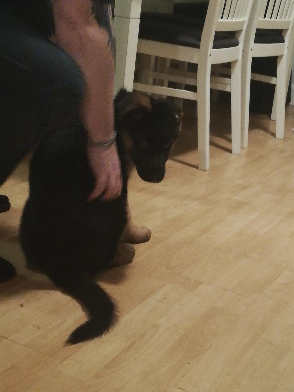 Schæferhund Aya (Vennebjergs Olivia)  billede 4