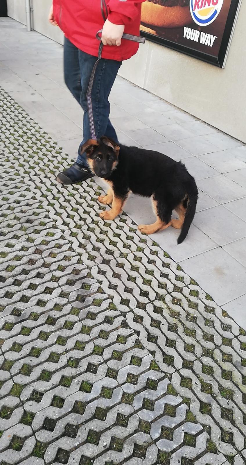 Schæferhund Aya (Vennebjergs Olivia)  billede 5