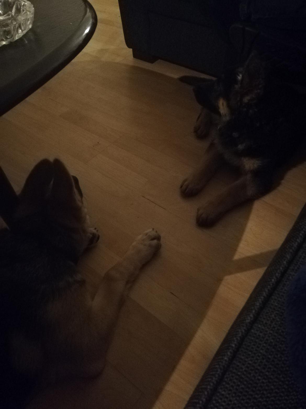 Schæferhund Aya (Vennebjergs Olivia)  billede 2