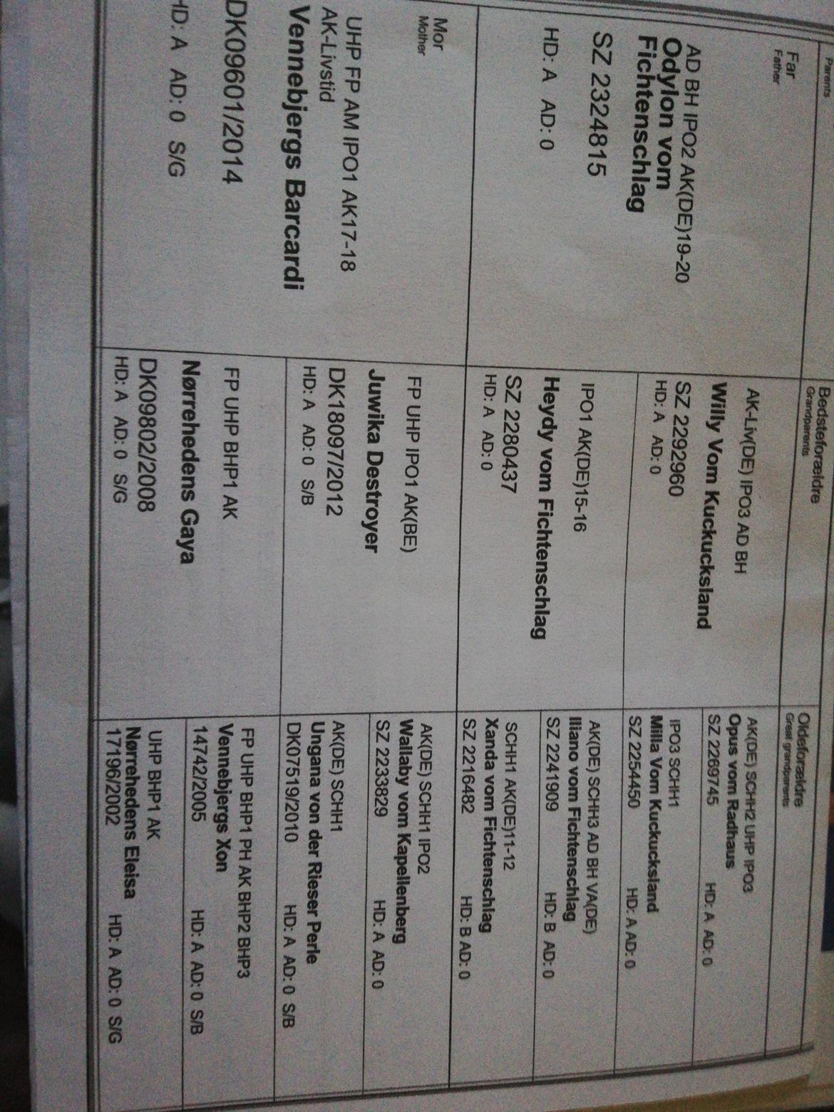 Schæferhund Aya (Vennebjergs Olivia)  billede 6