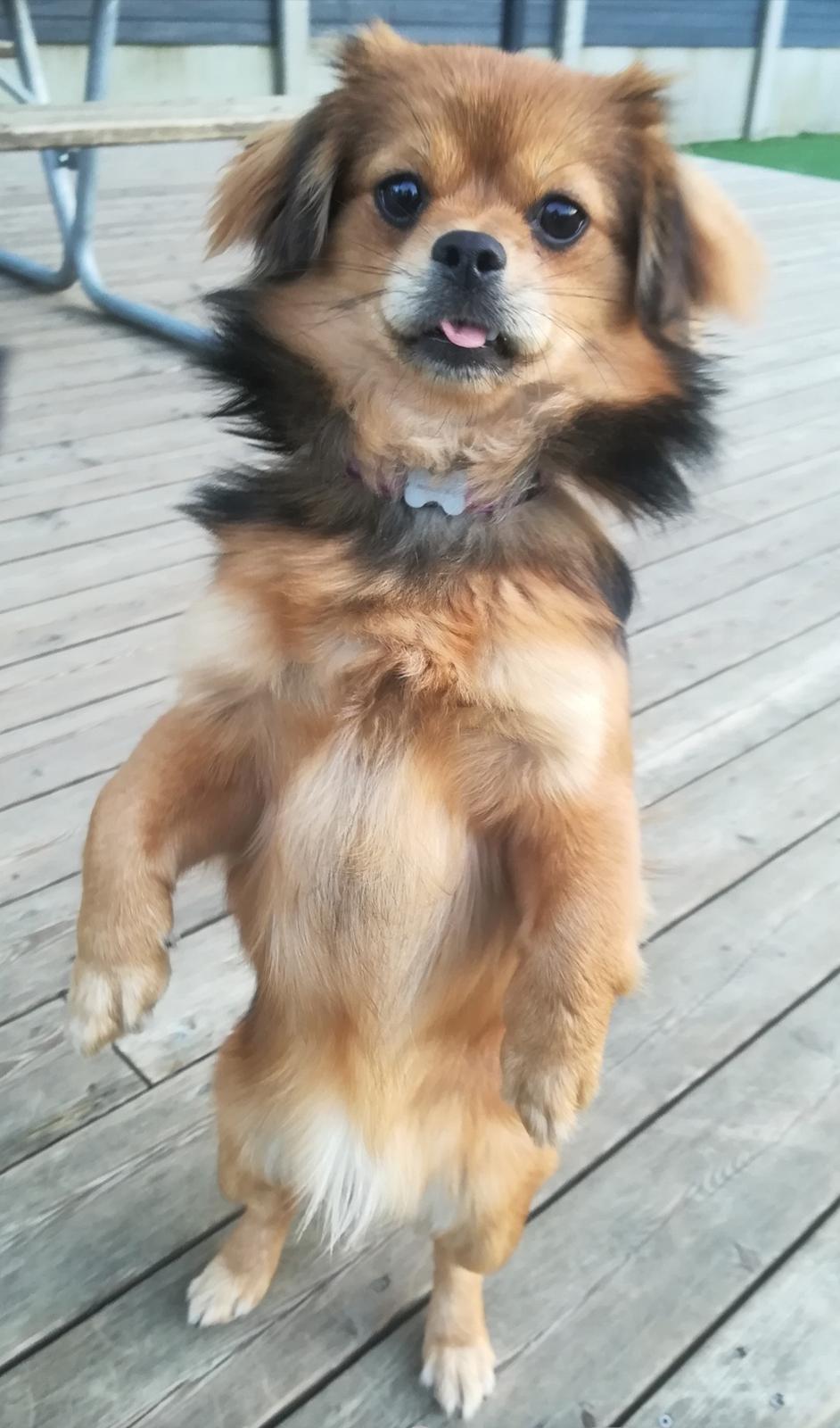 Blanding af racer Molly billede 3