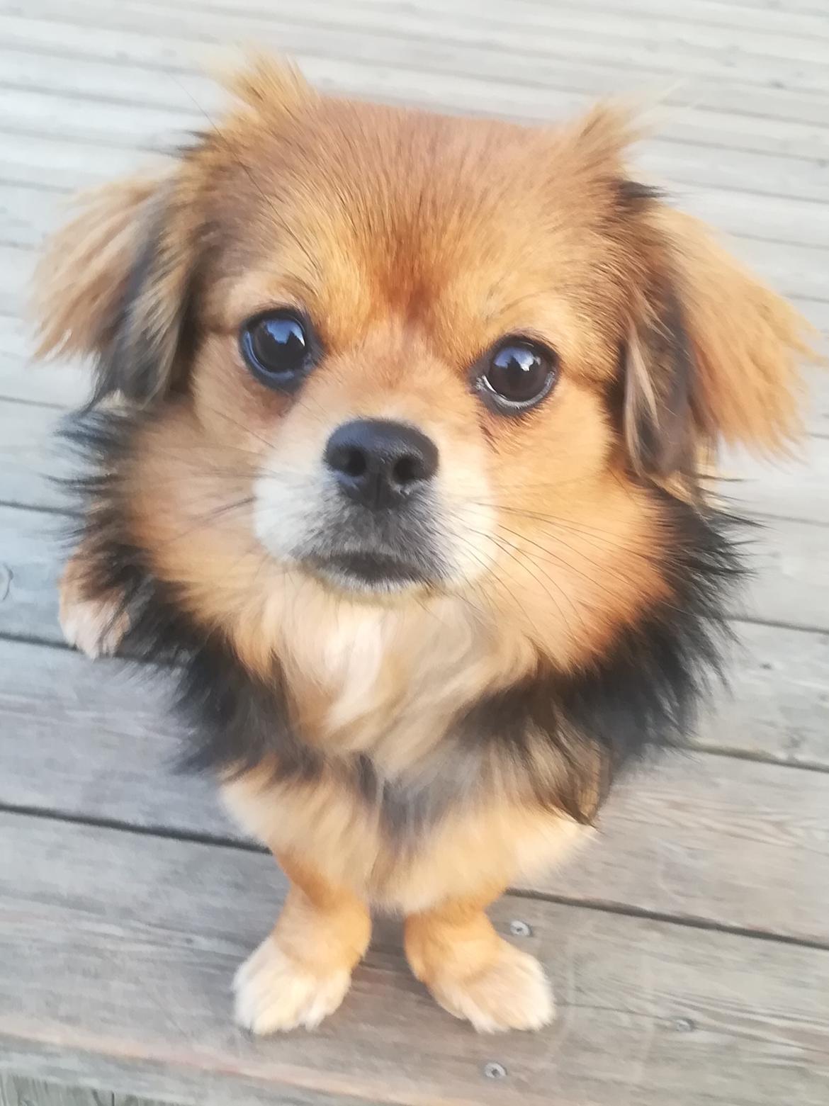 Blanding af racer Molly billede 4