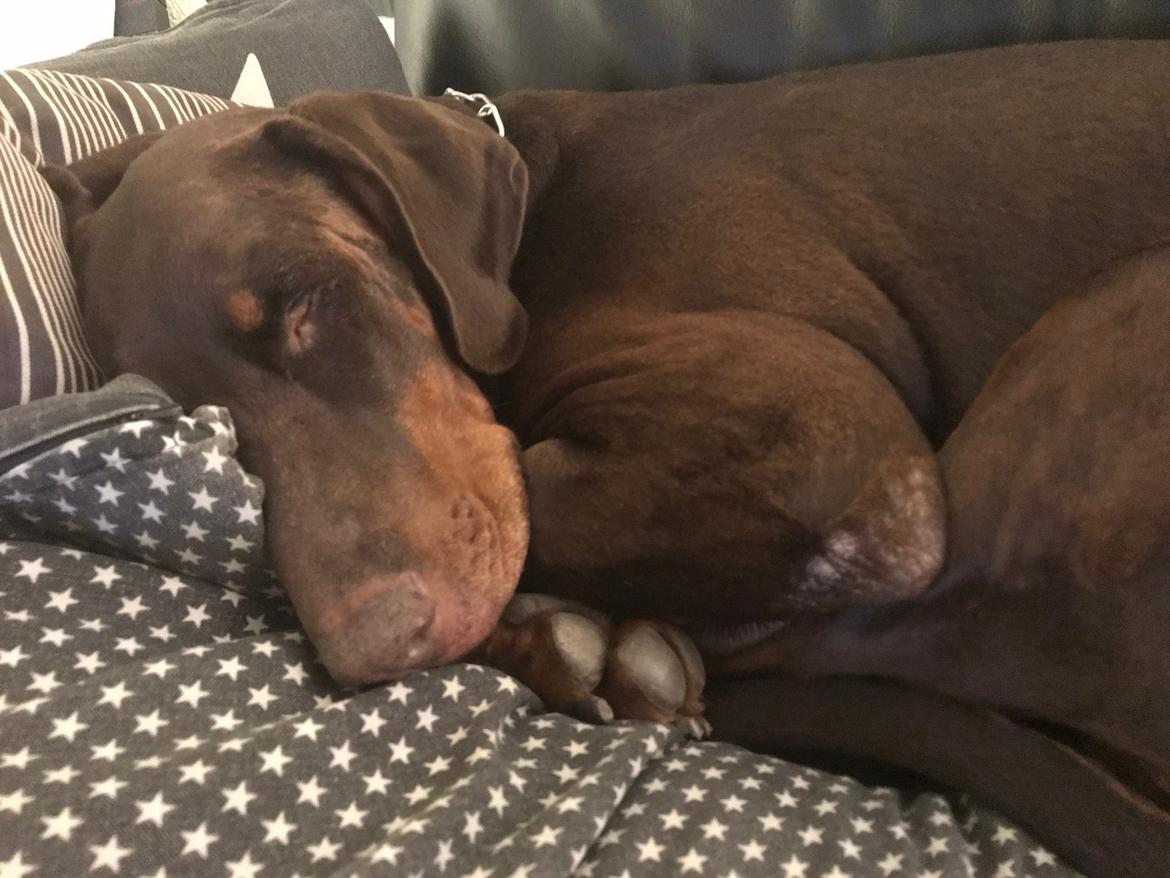 Dobermann RD Attractive Anastacia billede 21