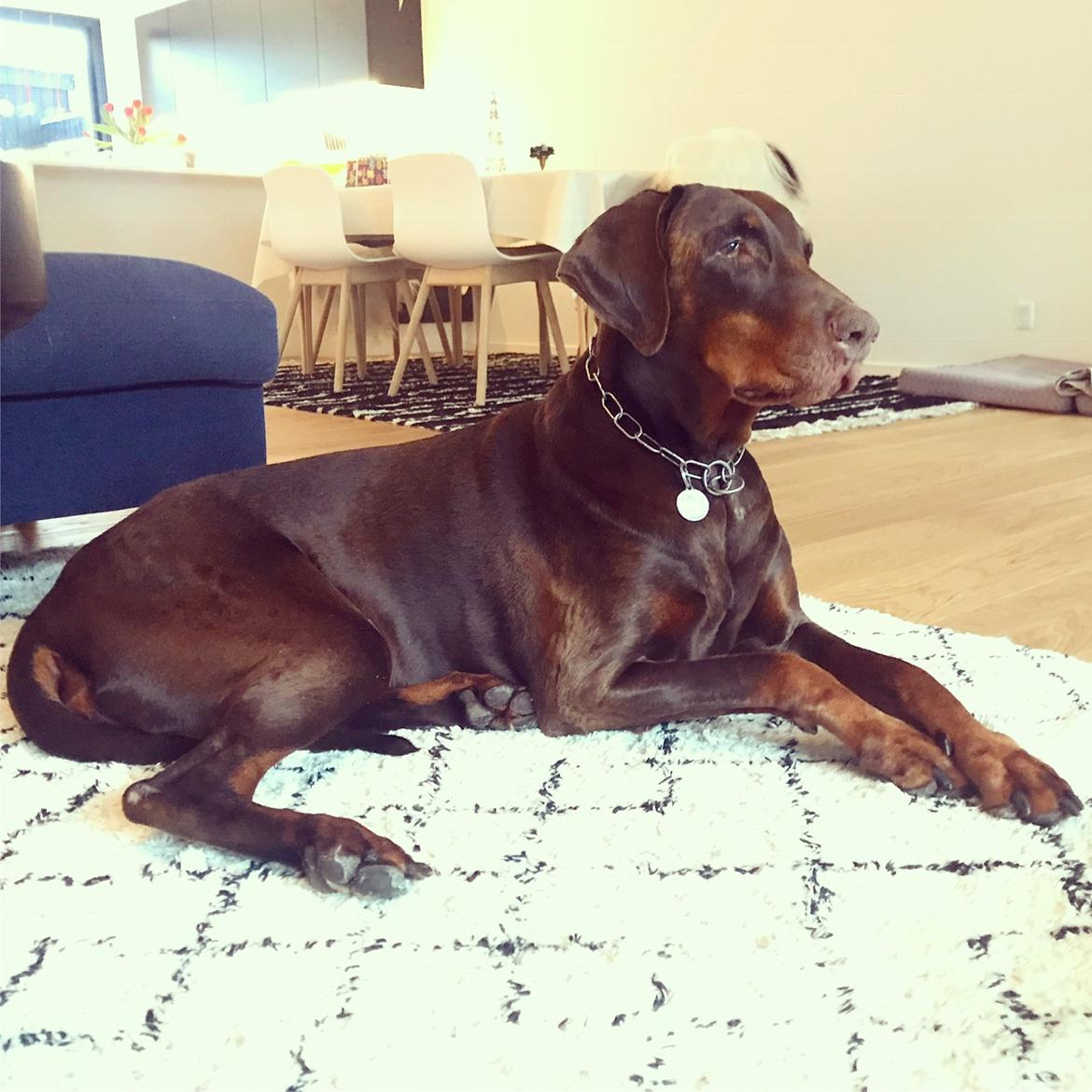 Dobermann RD Attractive Anastacia billede 22