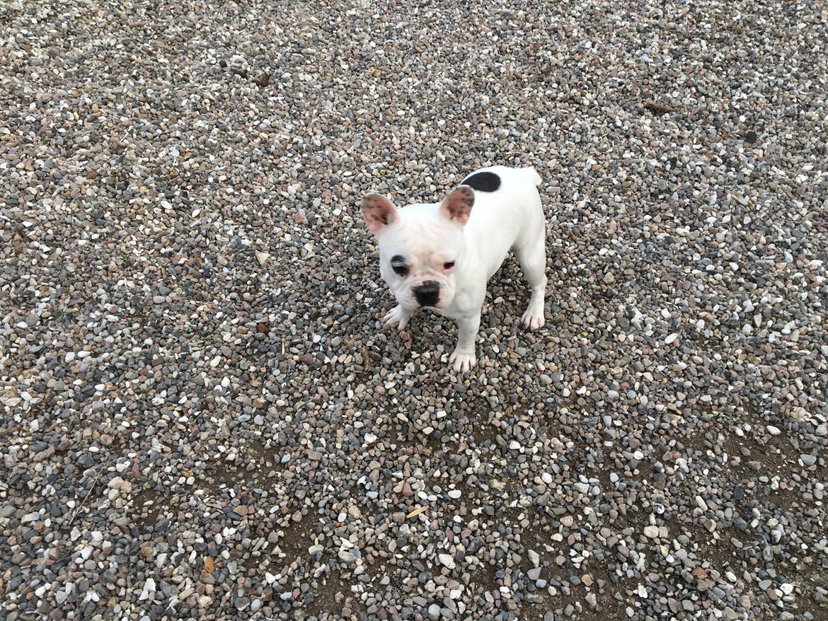 Fransk bulldog Snowie billede 1