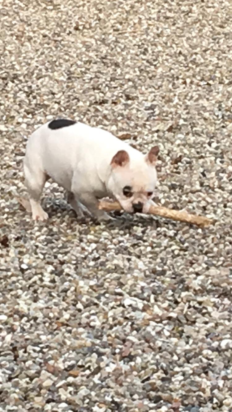 Fransk bulldog Snowie billede 2