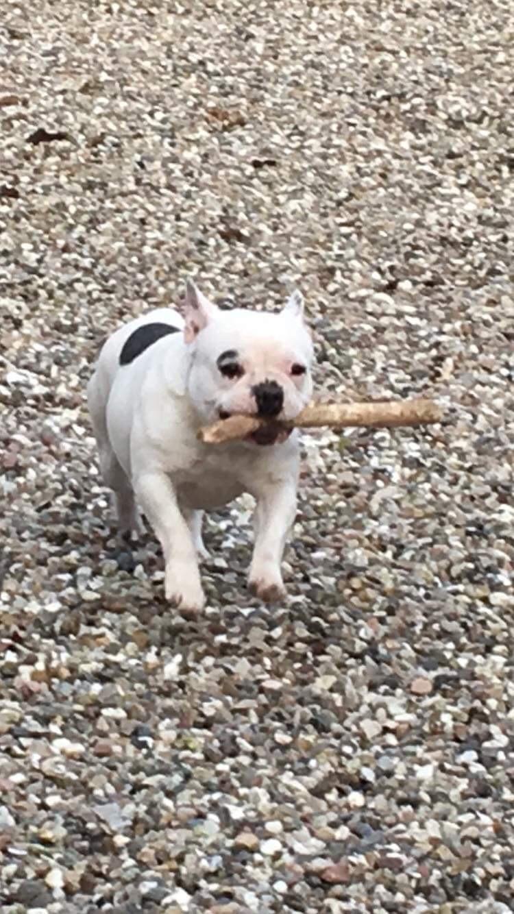 Fransk bulldog Snowie billede 5