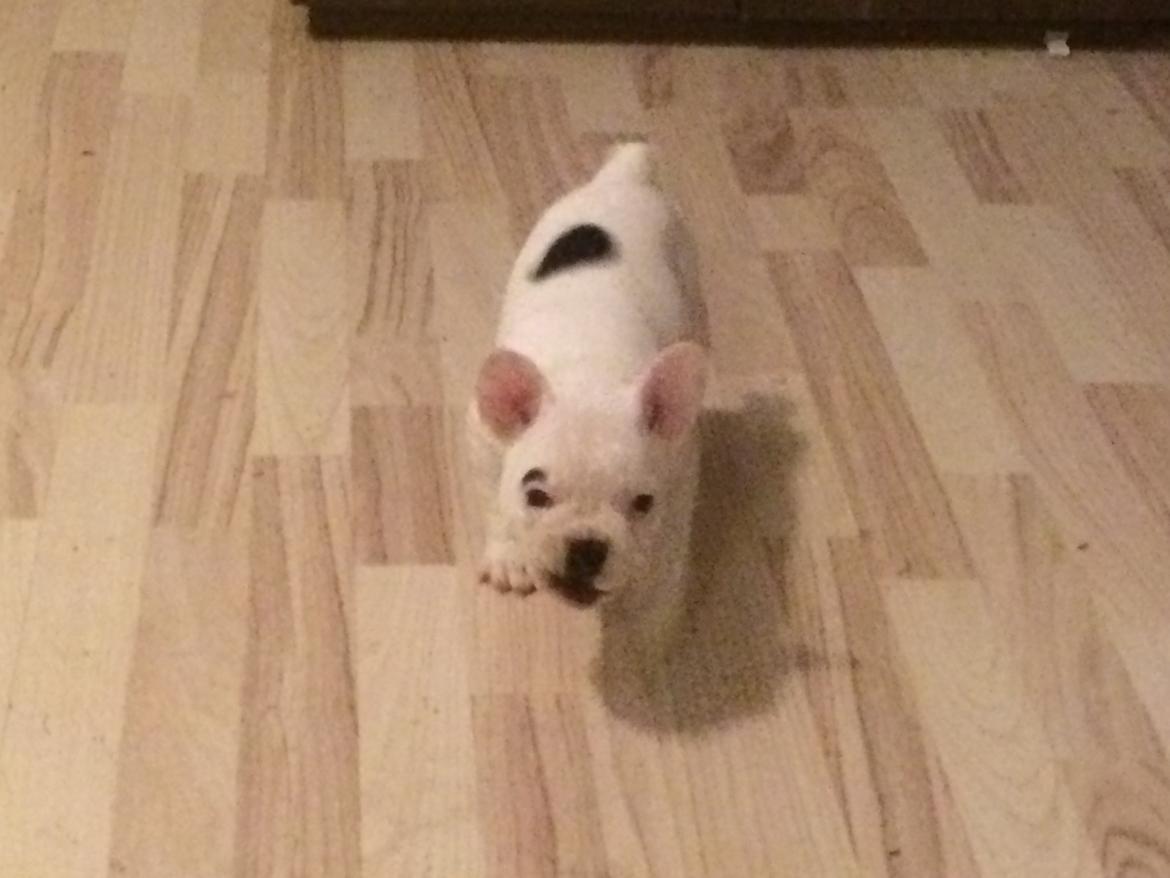 Fransk bulldog Snowie billede 3