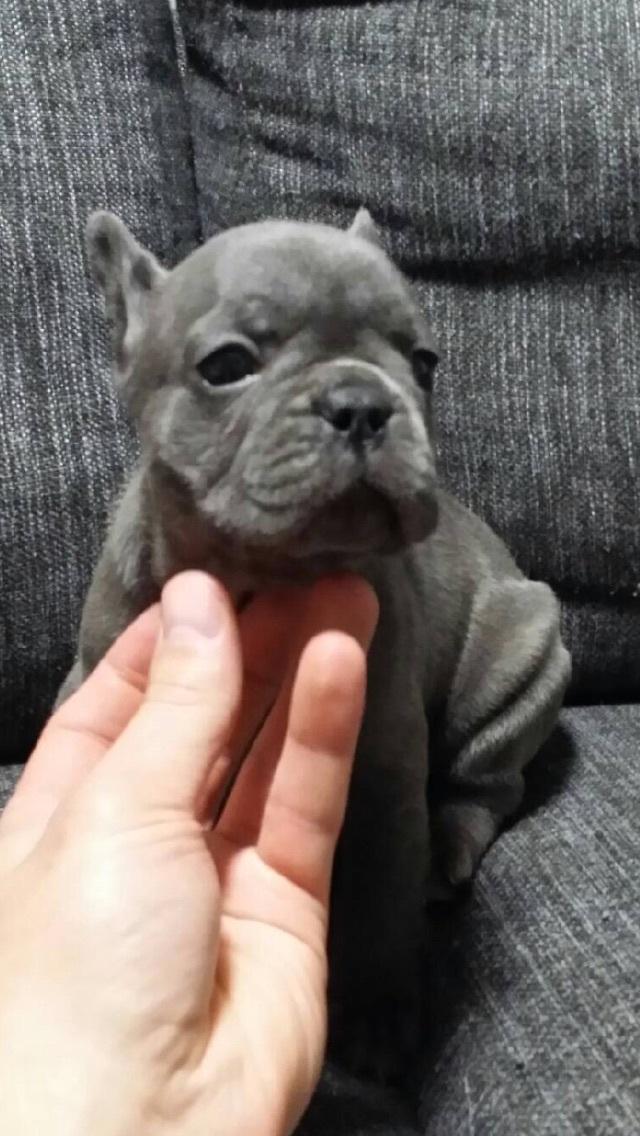 Fransk bulldog Gabby billede 1