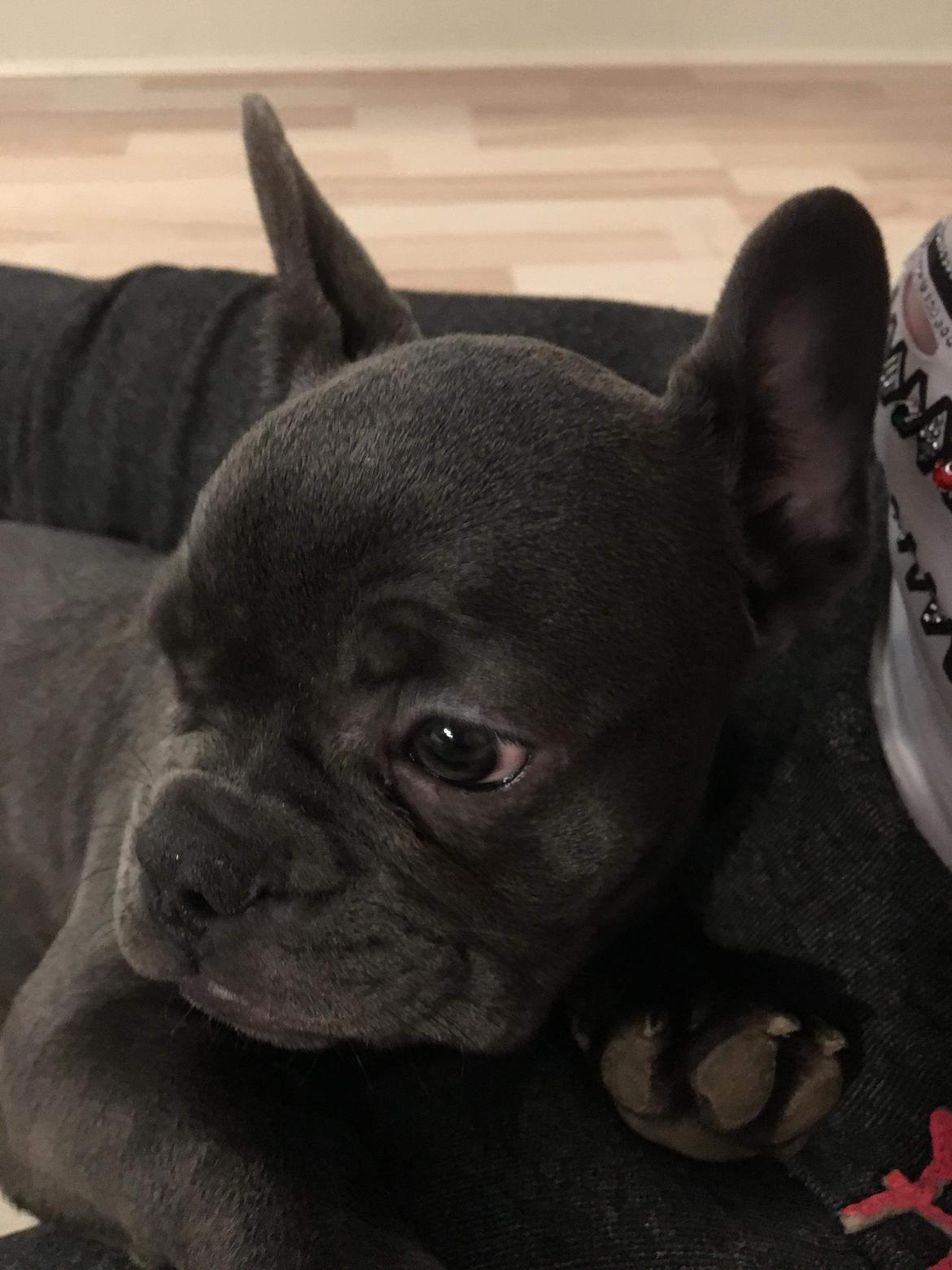 Fransk bulldog Gabby billede 4