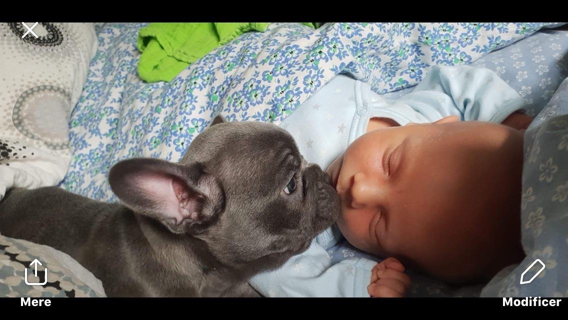 Fransk bulldog Gabby billede 2