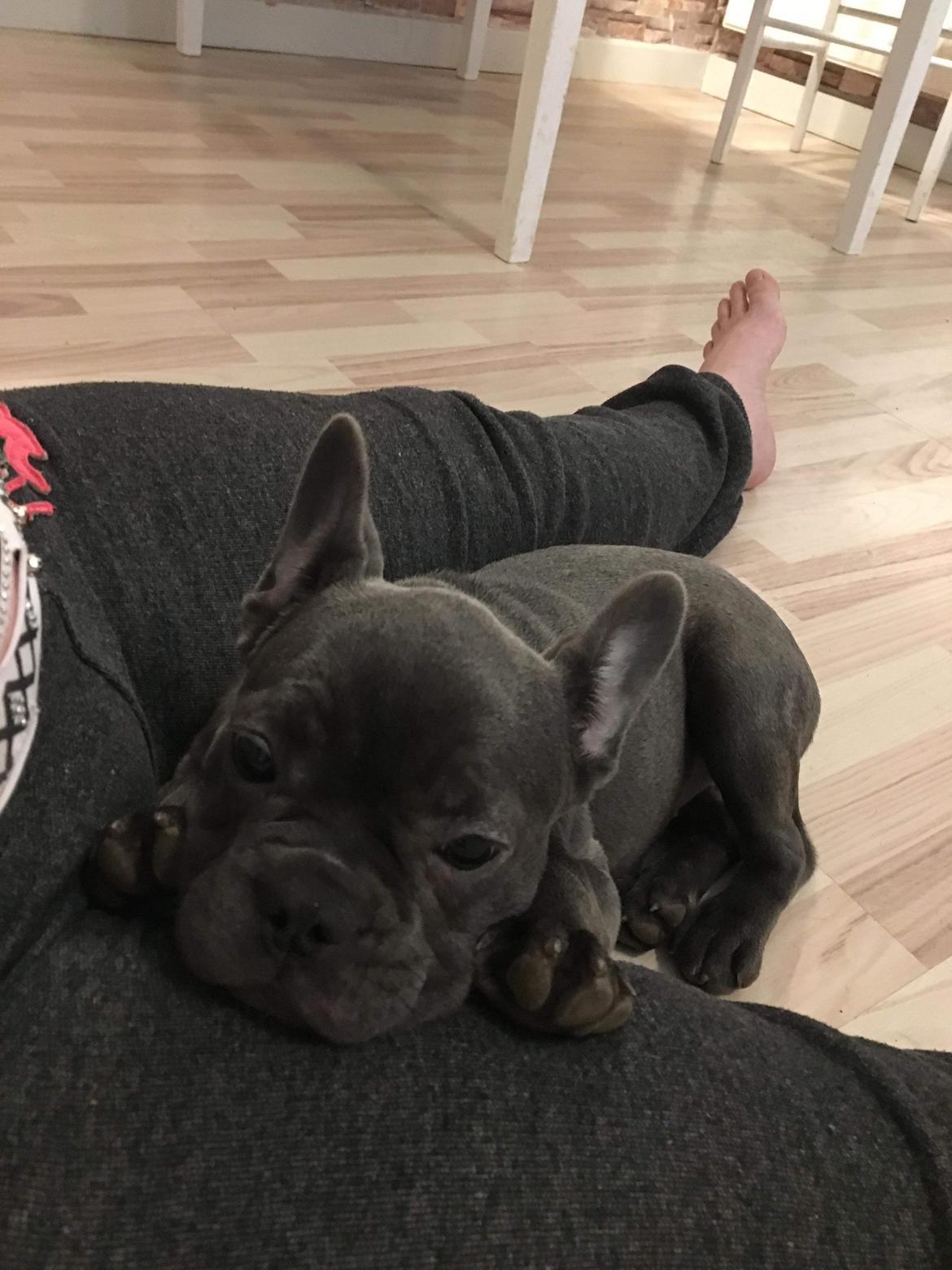 Fransk bulldog Gabby billede 5