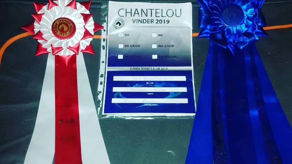 Rat Terrier Solgaards Buddy - Chantelou vinder 2019 billede 13