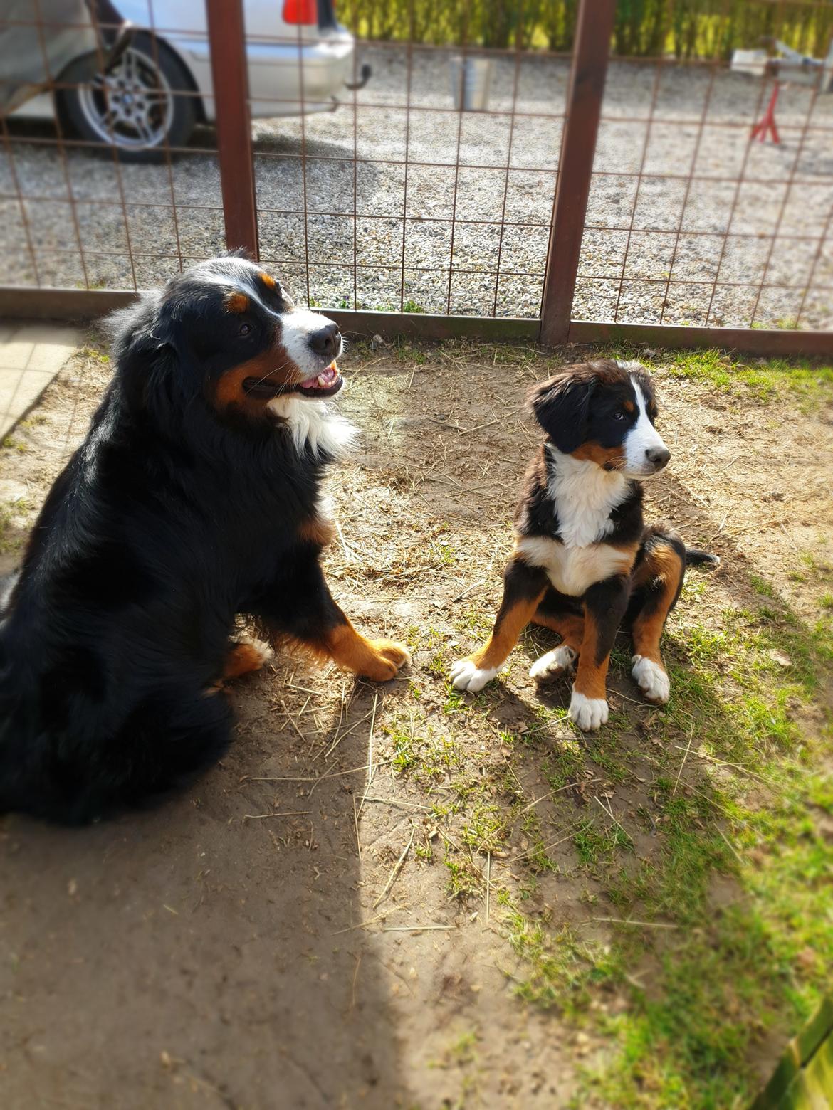 Berner sennenhund Toffie billede 39