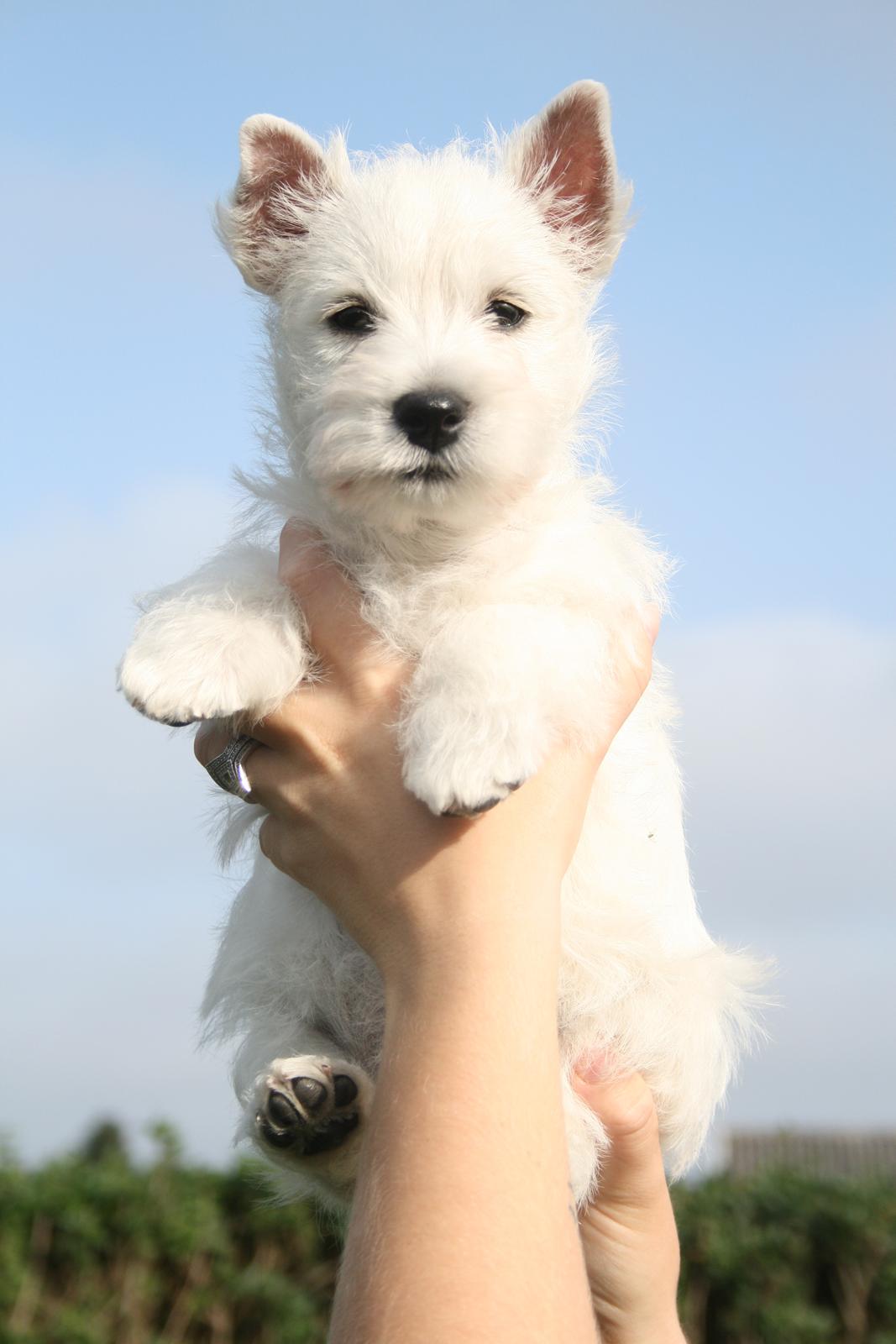 West highland white terrier Diva billede 3