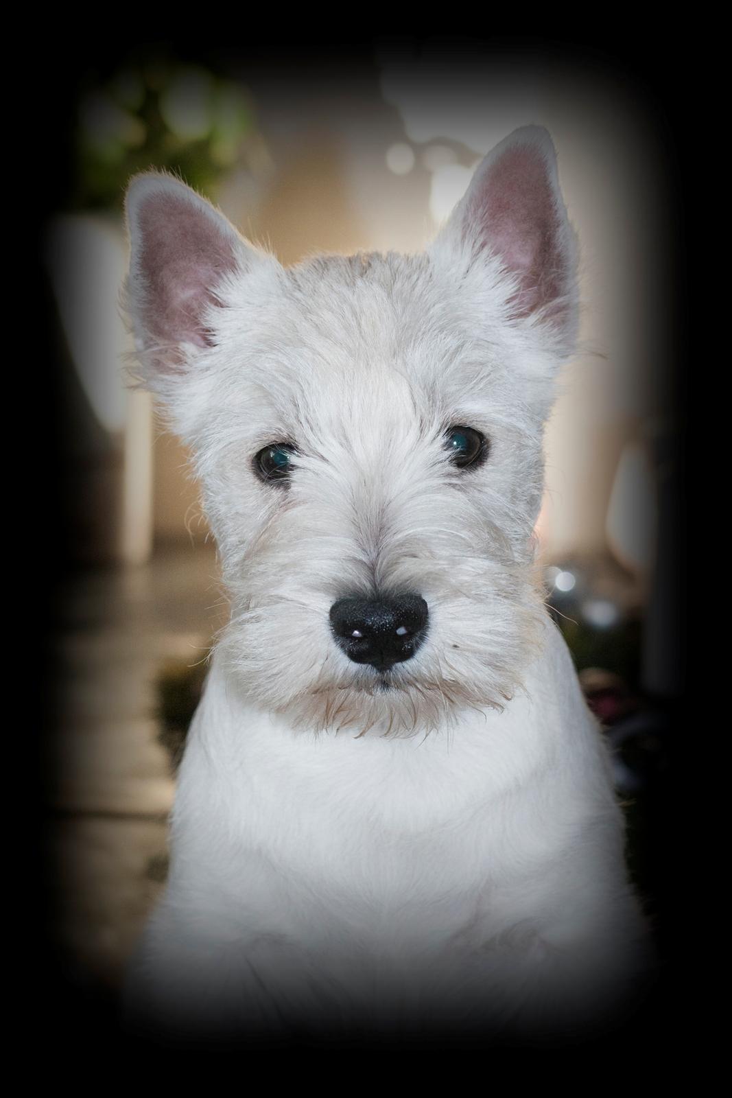 West highland white terrier Diva billede 5