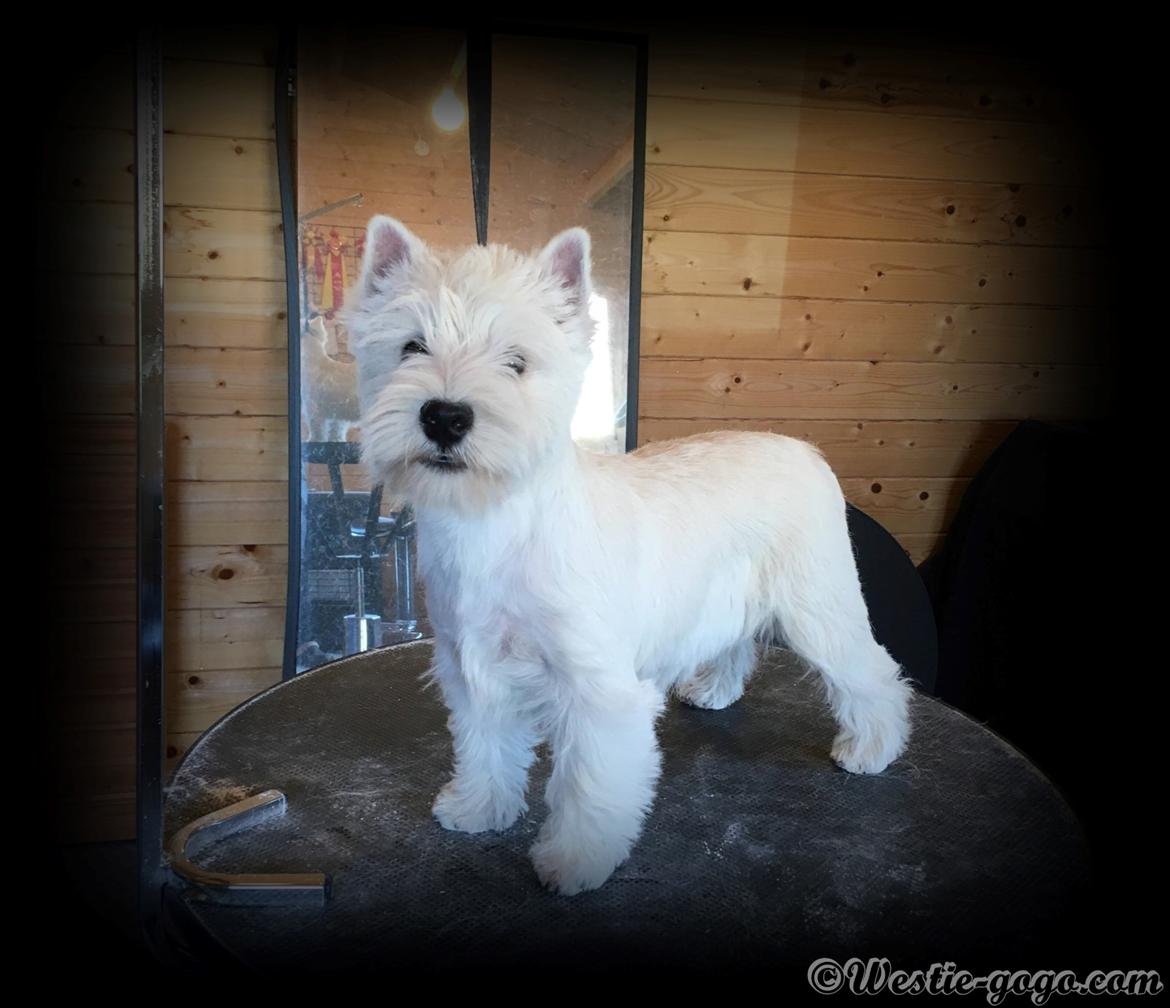 West highland white terrier Diva billede 6