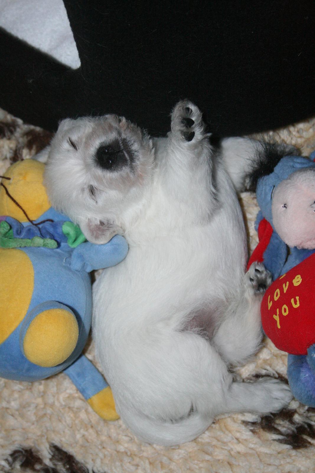 West highland white terrier Diva billede 2